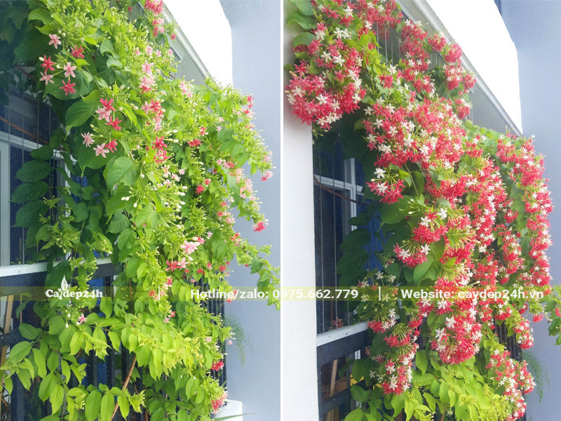 Cây Sử Quân Tử nở hoa rực rỡ trên ban công căn hộ chung cư