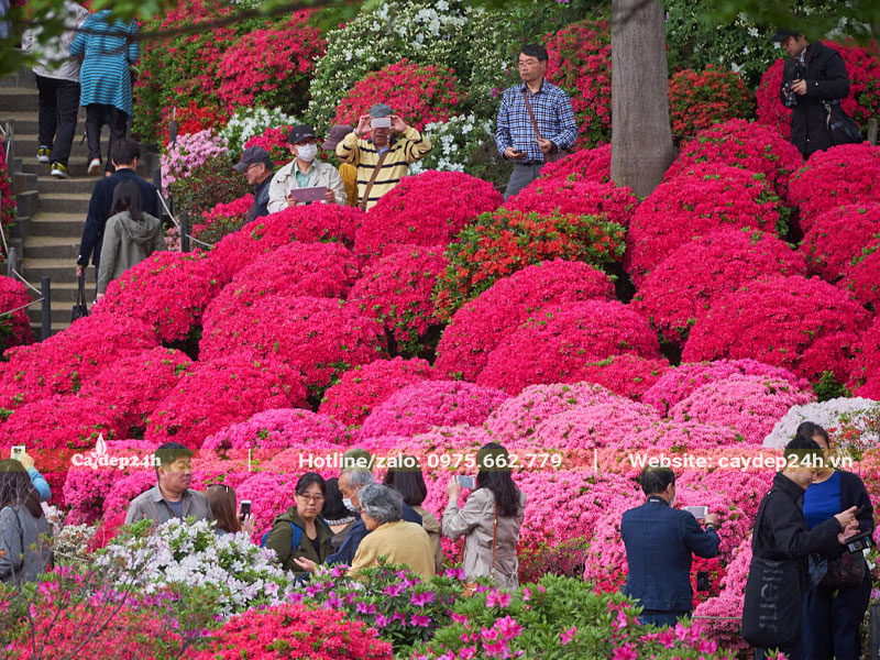 Mùa hoa Đỗ Quyên tại công viên Nhật Bản
