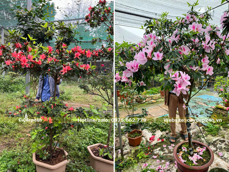 Cây Đỗ Quyên thân gỗ cao hơn 2m