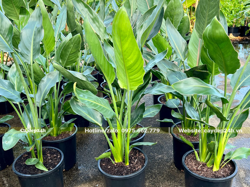 Cây giống hoa Thiên Điểu thuần chậu, chiều cao khoảng 1m