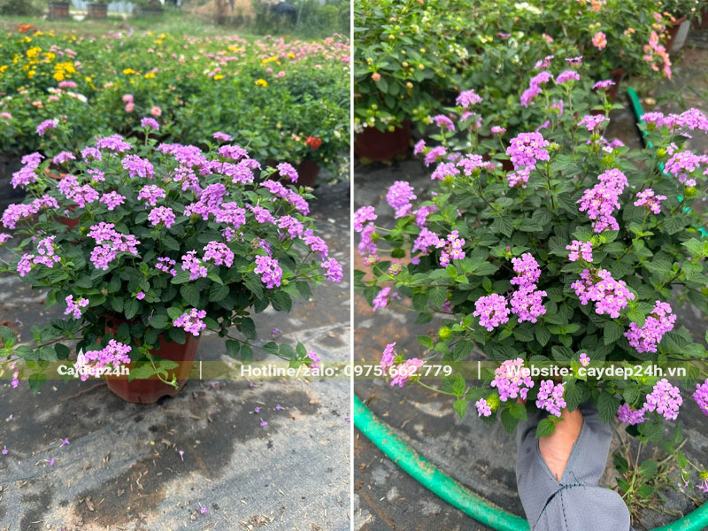 Vườn nhân giống và chăm sóc những cây hoa Ngũ Sắc nhỏ chiều cao khoảng 30 - 40cm