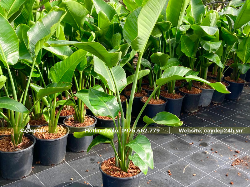 Cây hoa Thiên Điểu giống chiều cao 60cm