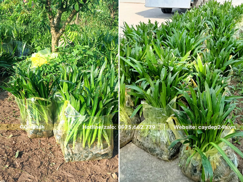 Mỗi túi đựng khoảng 20 - 30 cây Bạch Trinh Biển cao 50cm