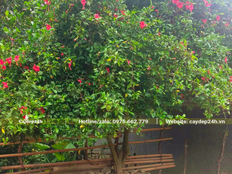 Cây Dâm Bụt nguyên bản cổ thụ, đường kính gốc khoảng 15cm