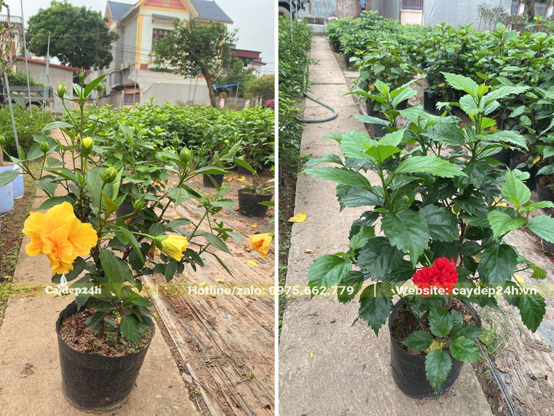 Vườn cây giống Râm Bụt hoa vàng và đỏ chiều cao 40cm