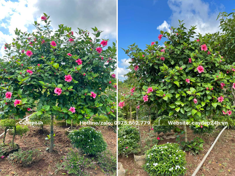 Vườn cây Dâm Bụt thân tree cao 1m6 - 1m8