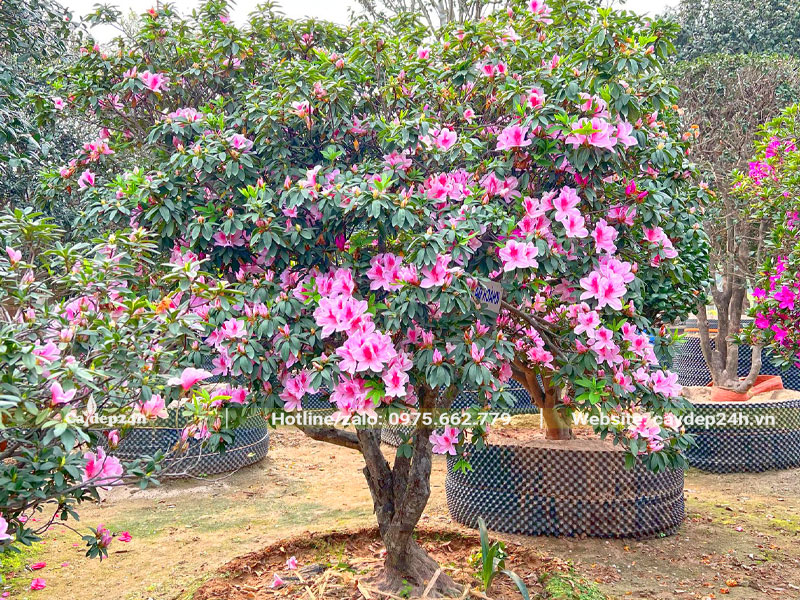 Dâm ủ cây Đỗ Quyên cổ thụ trong bầu nổi