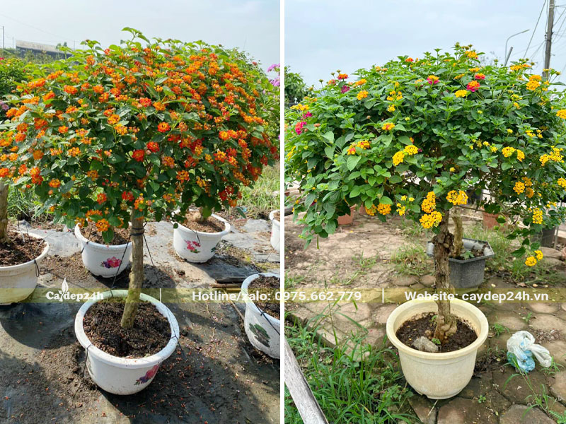 Chậu hoa Ngũ Sắc thân tree đẹp