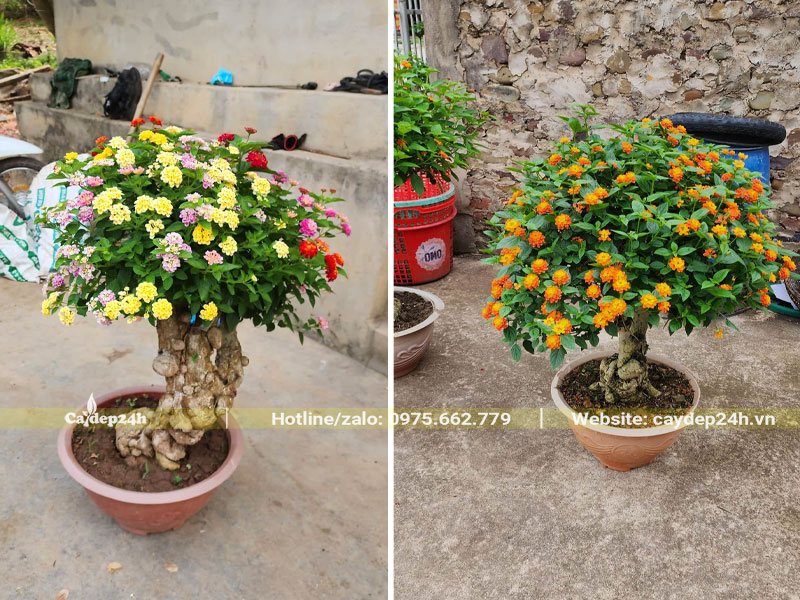 Những chậu hoa Ngũ Sắc bonsai cao 50cm