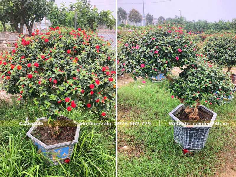 Những chậu hoa Ngũ Sắc Hà Nội đẹp