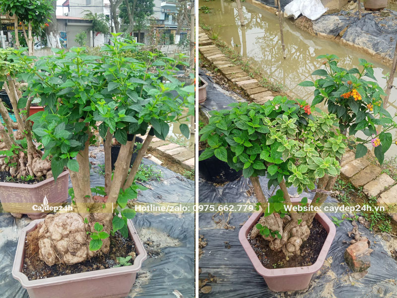 Những chậu cây hoa Ngũ Sắc ghép cành đã bắt đầu xanh tốt