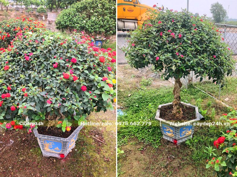 Hai chậu hoa Ngũ Sắc cảnh dáng đẹp