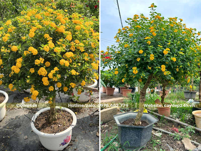 Những chậu cây Trâm Ổi hoa vàng rực rỡ