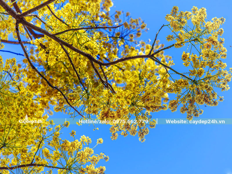 Những cành hoa Phật Y khoe sắc, vàng rực cả góc trời