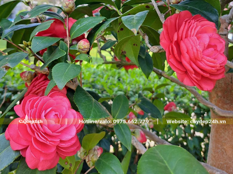 Hoa của cây trà cung đình màu đỏ rực rỡ