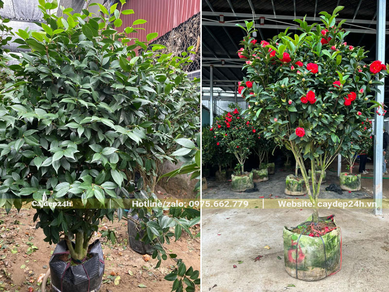 Cây trồng trong bầu từ nhỏ, chiều cao 2m