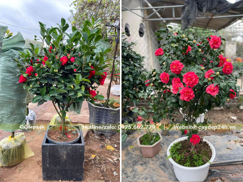 Những chậu cây hoa trà đỏ cao 60 - 70cm