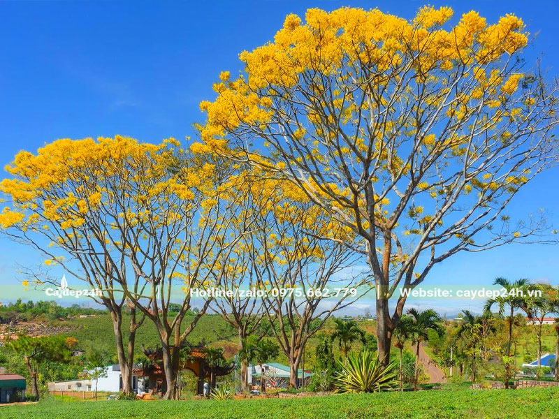 Những cây Phật Y lâu năm chiều cao 8 - 10m