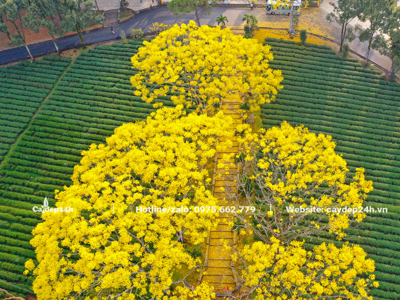 Những cây Phật Y cổ thụ nở hoa rực rỡ đón Tết