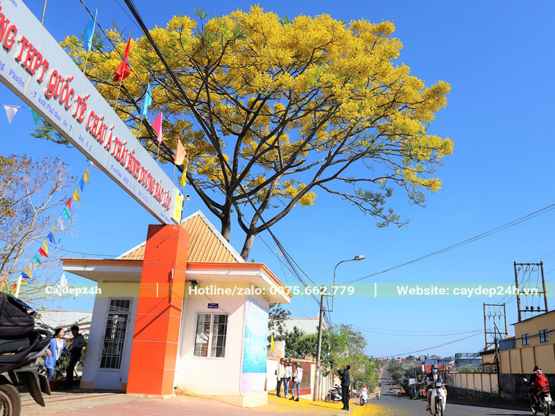 Cây Phật Y lâu năm trồng ở cổng của một trường quốc tế ở Lâm Đồng