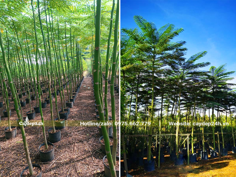 Những cây Phật Y còn non, chiều cao khoảng 2,5 - 3m