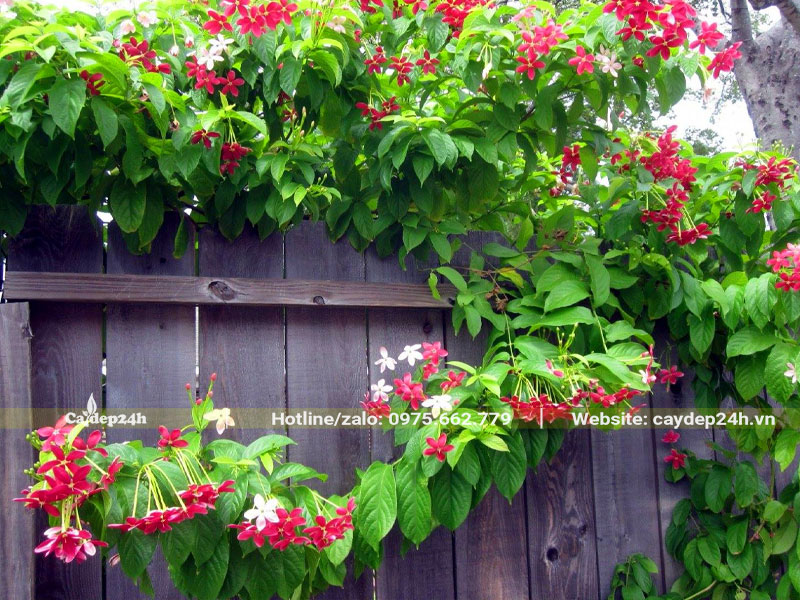 Dây leo Sử Quân Tử đơn