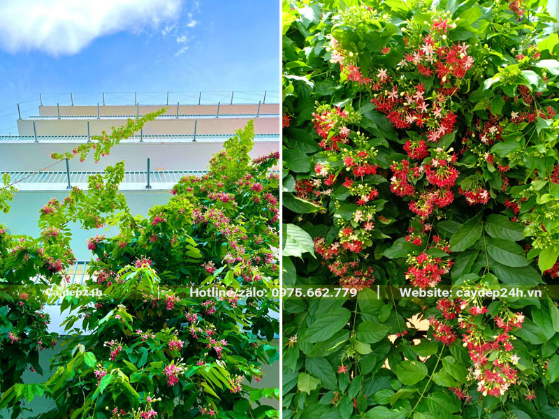 Giàn cây Sử Quân Tử leo giàn trước khu nhà 5 tầng