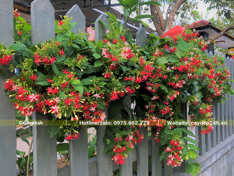 Dây Sử Quân Tử leo hàng rào trước nhà