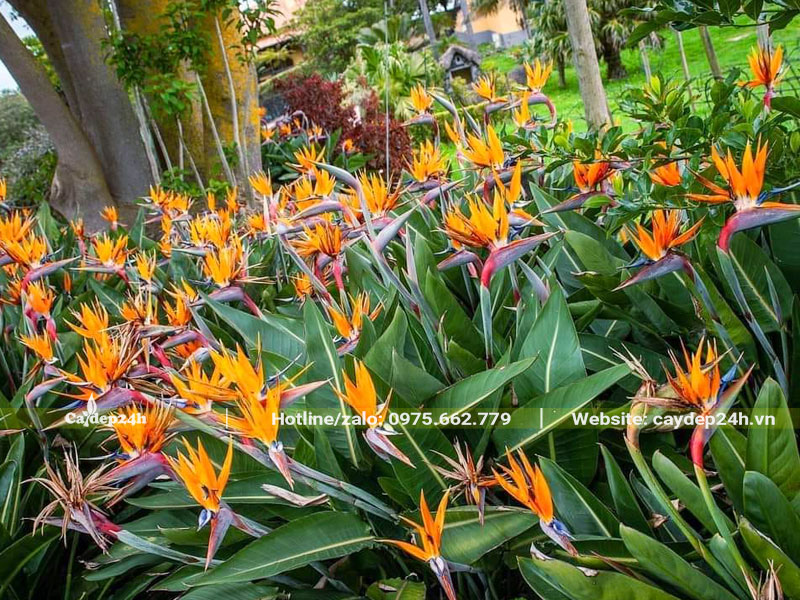Màu hoa cam của cây Chuối Thiên Điểu