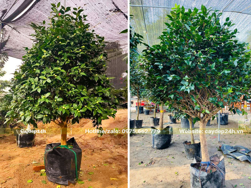 Bó bầu và vận chuyển cây hoa trà thoát thấn 40 - 60cm