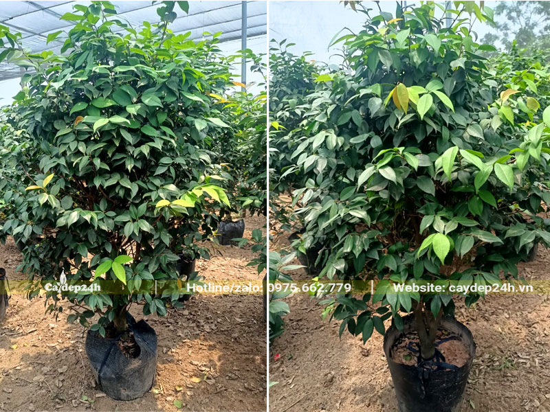 Chăm sóc vườn cây hoa trà lâu năm cao 2m, tán hình tháp