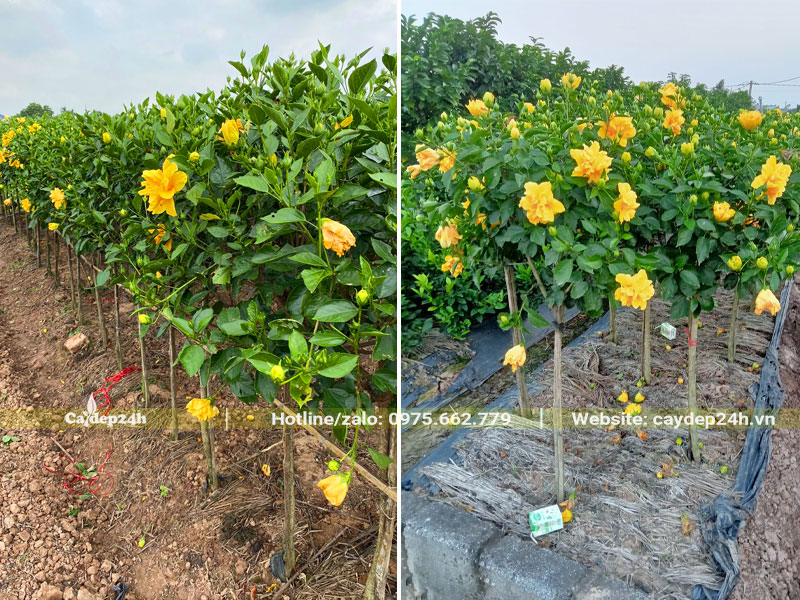 Những hàng cây Dâm Bụt hoa vàng thoát thân, chiều cao khoảng 1,2m