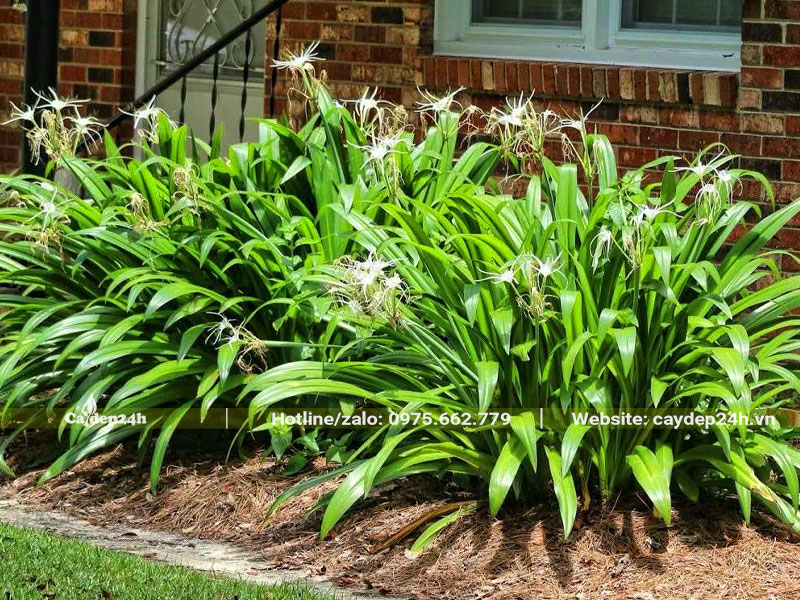 Hàng cây Bạch Trinh Biển trồng trước nhà