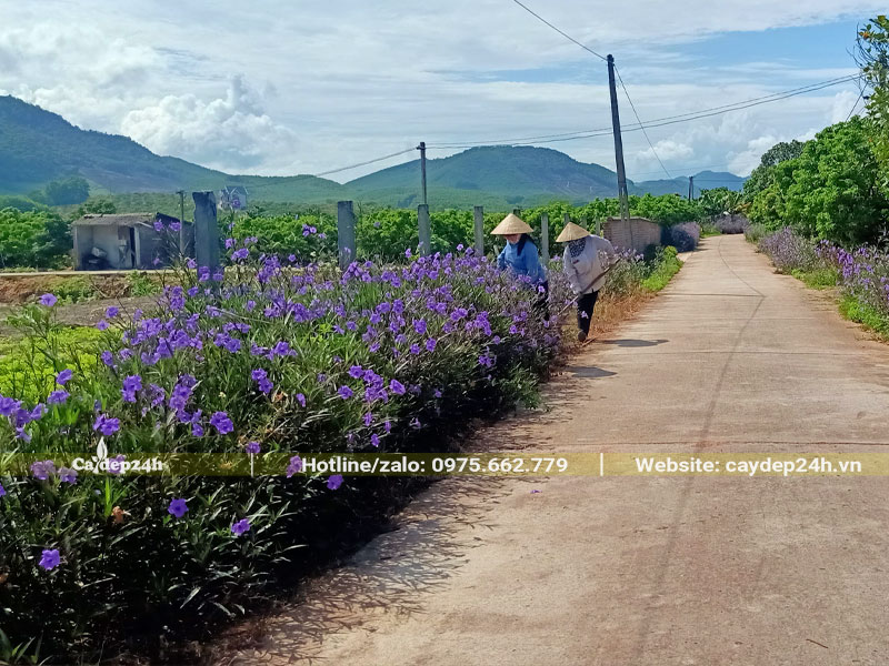 Những hàng Chiều Tím trồng ven đường làng chiều cao tới 1m