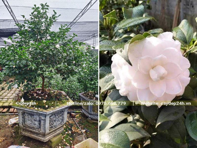 Chiêm ngưỡng chậu cây hoa bạch trà cổ thụ