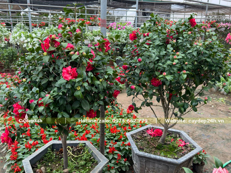 Những chậu cây hoa trà my đỏ cao 60 - 70cm