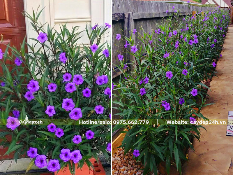 Bụi cây hoa chiều tím trồng trước nhà và trồng đường viền quanh nhà biệt thự