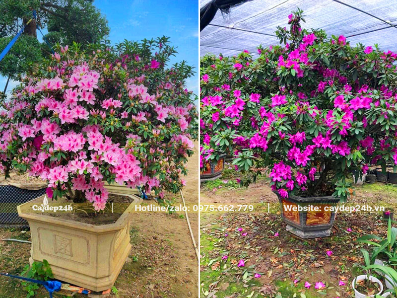 Chậu Đỗ Quyên lâu năm, chiều cao 2m không tính chậu