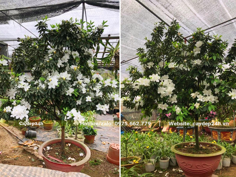 Đỗ Quyên hoa trắng thuần chậu, đường kính gốc 4 - 5cm
