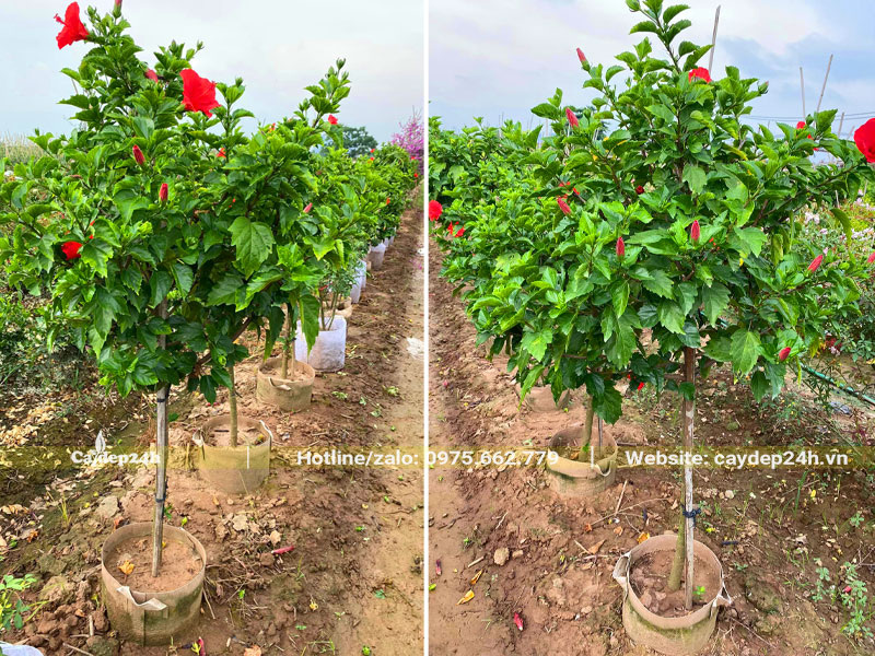 Vườn cây Dâm Bụt dưỡng bầu từ nhỏ, chiều cao khoảng 1 - 1.5m