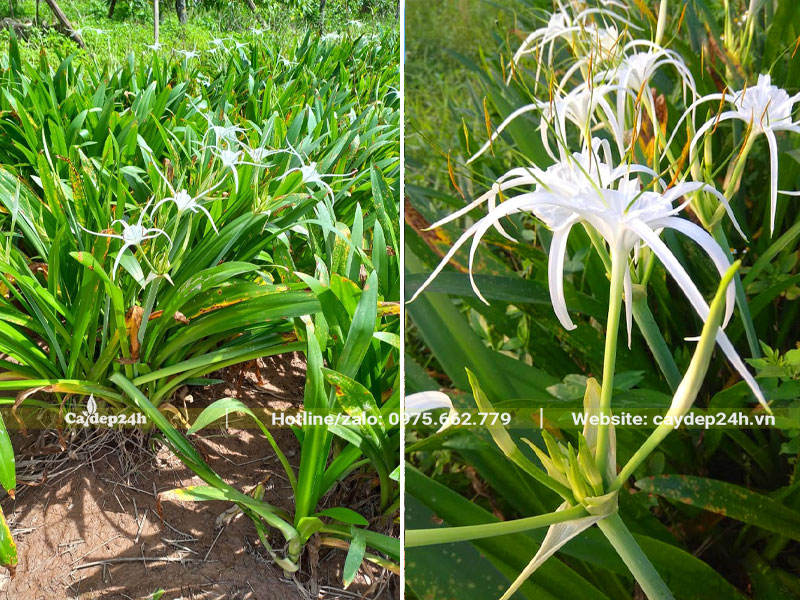 Những hàng cây hoa Bạch Trinh Biển trưởng thành