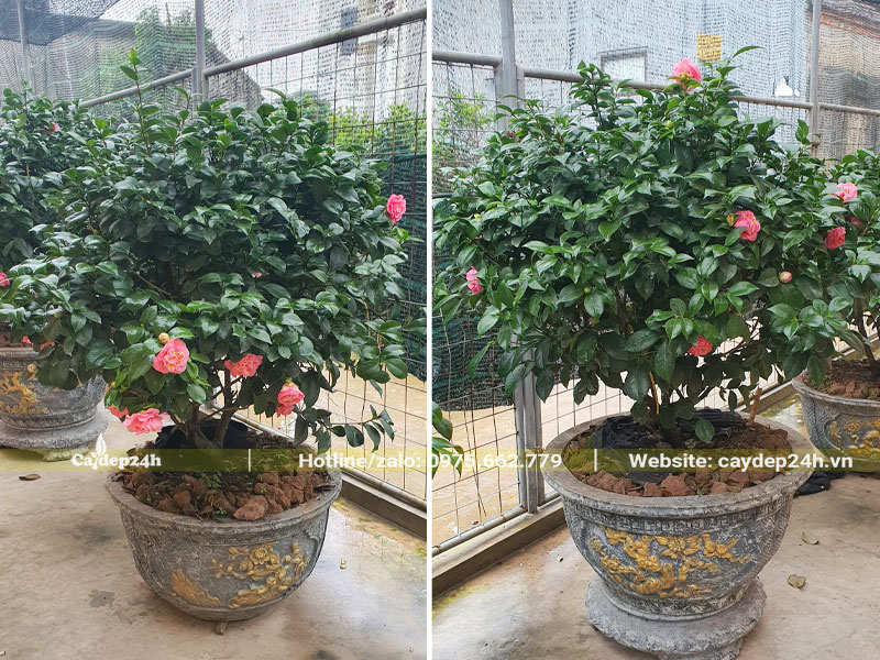 Chậu cây hoa trà hồng đẹp, đường kính tán 1m