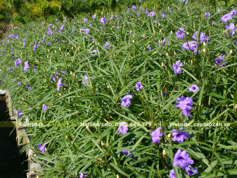 Thảm xanh được tạo nên bằng hàng trăm cây hoa Chiều Tím