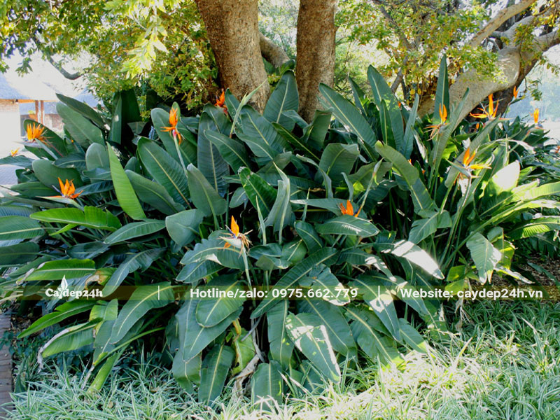 Bụi cây hoa Thiên Điểu xanh tốt, hoa nở đẹp trong điều kiện bóng râm bán phần