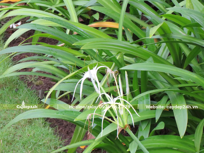 Cây Bạch Trinh Biển trồng viền đang nở hoa