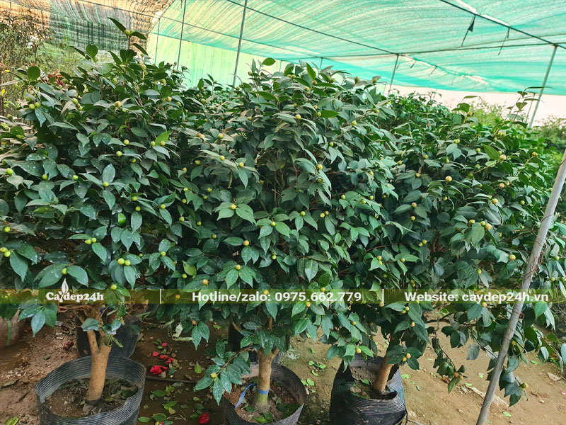 Hoa trà thuần bầu, dưỡng khu vực nhà vườn có mái che