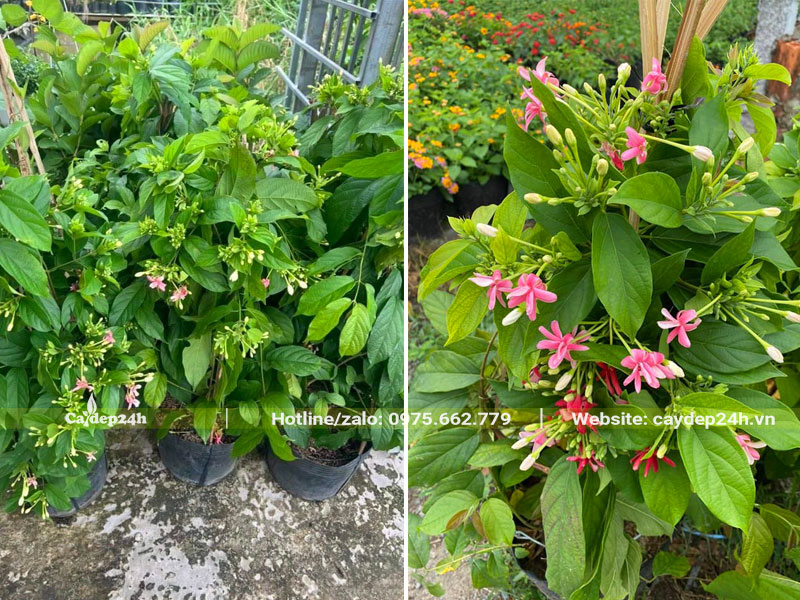 Cây hoa Sử Quân Tử trồng ngoài sân vườn đang bắt đầu nở hoa