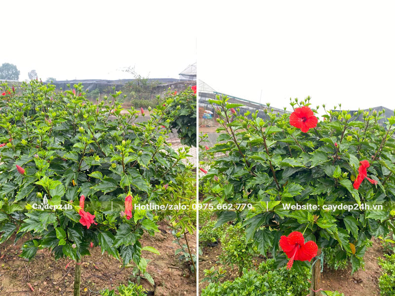 Vườn trồng số lượng lớn cây Dâm Bụt thân gỗ, chiều cao hơn 1m