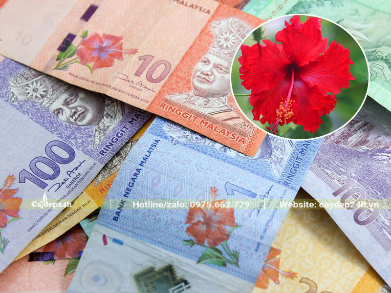 Dâm Bụt Đỏ là quốc hoa của Malaysia