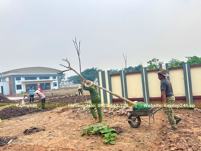 Di chuyển cây đến hố trồng đã đào sẵn